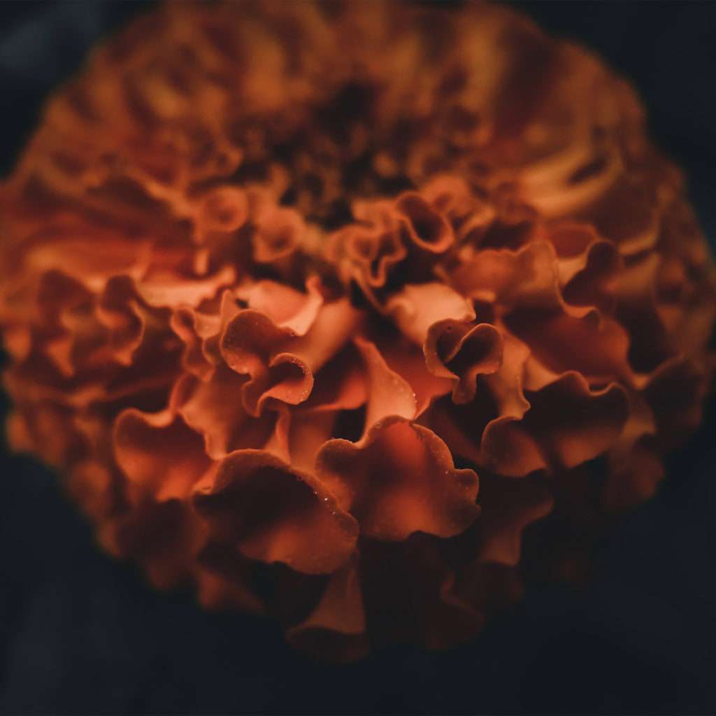 cempazuchil imperial cider background image of a marigold