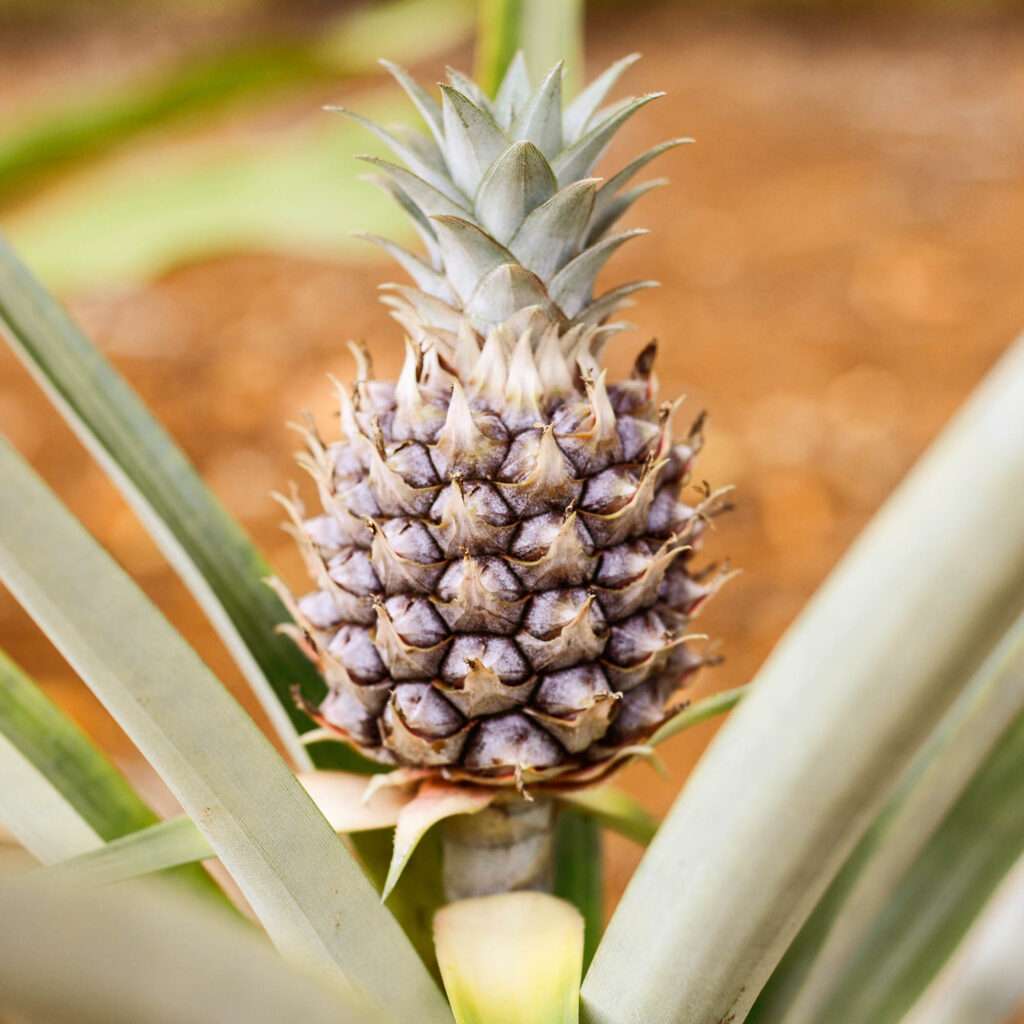 tepache pineapple on the plant