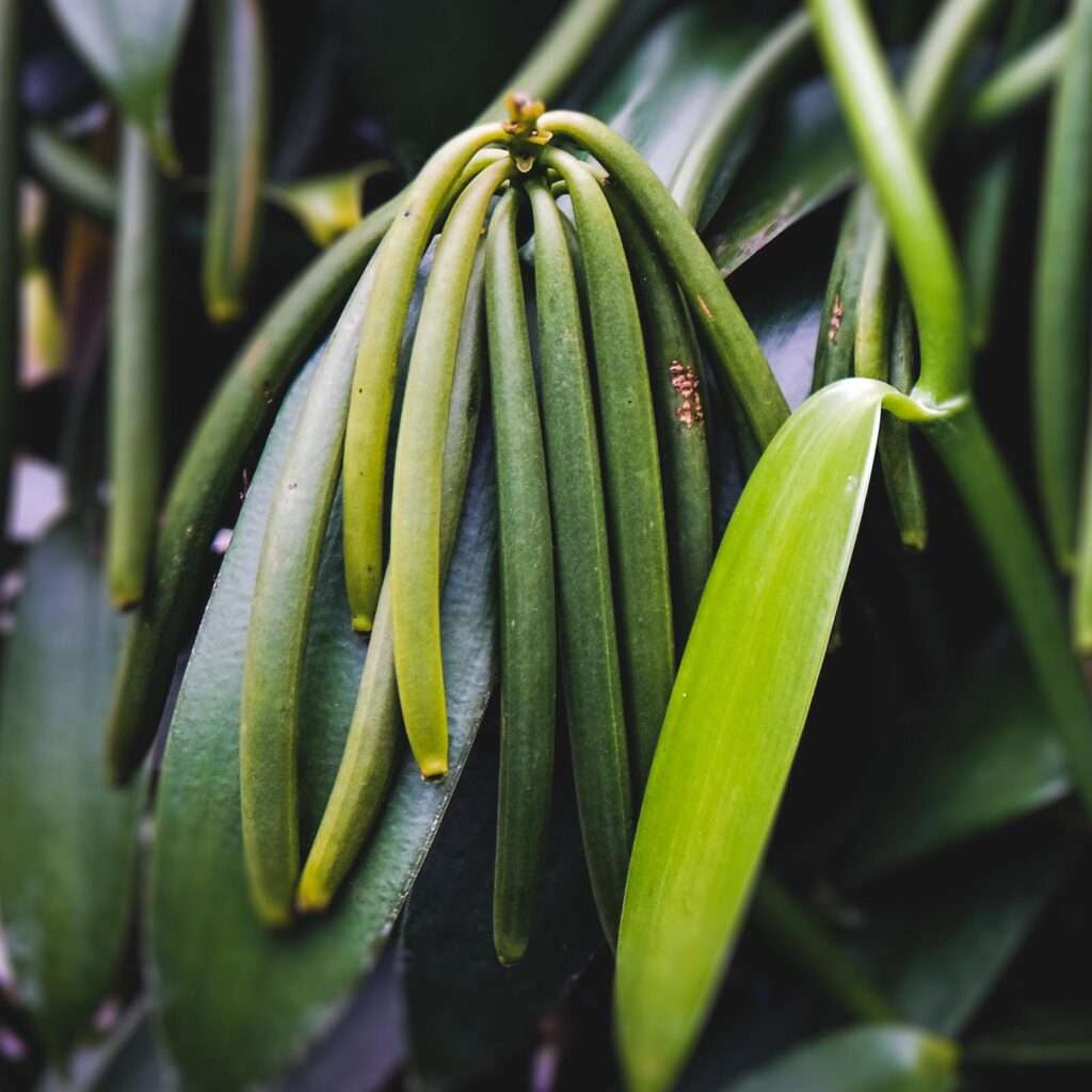 Hanging green vanilla beans