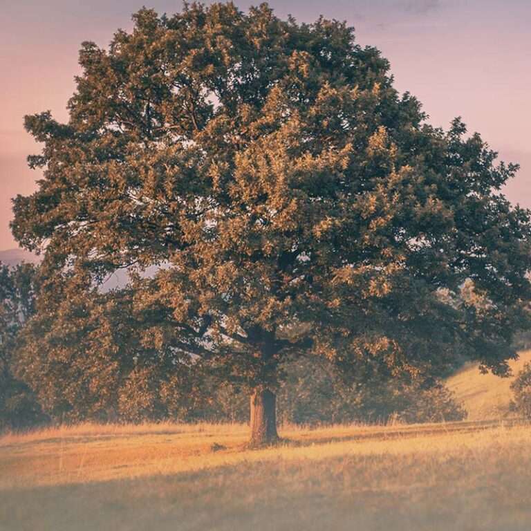 american oak vs french oak blog image of an oak tree at sunset
