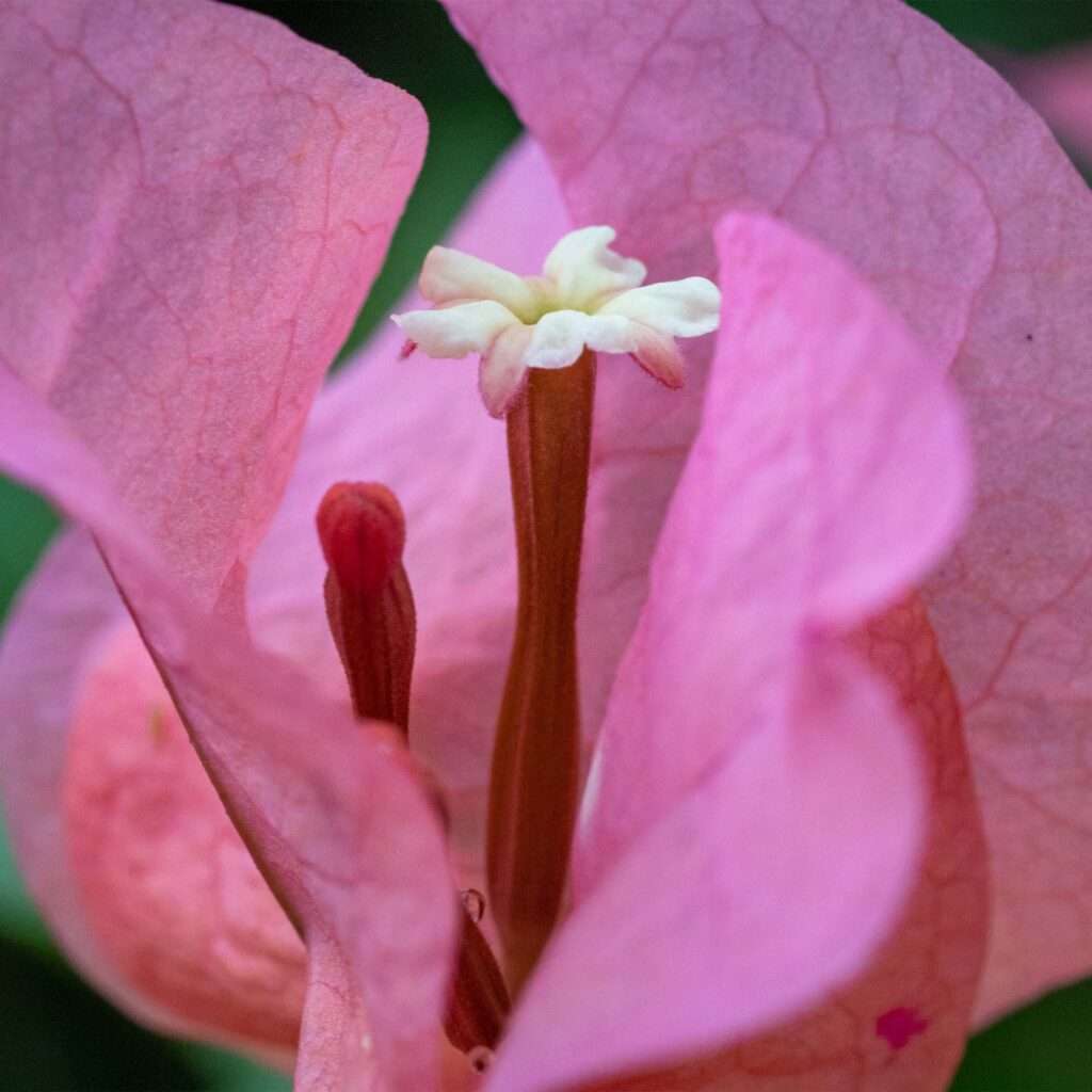 macro image of pink bougainvillea bracts and flower