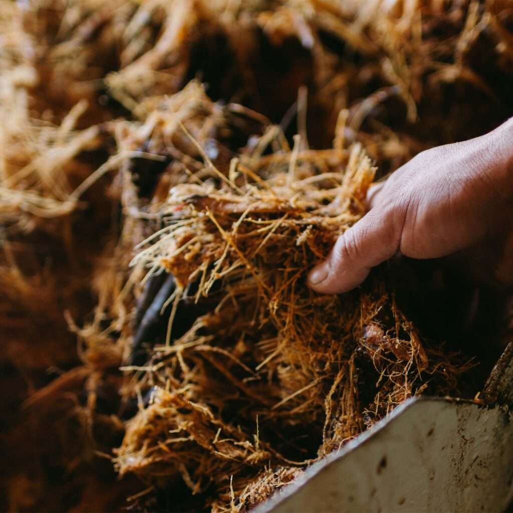 intimate shot of a person handling spent maguey fibers
