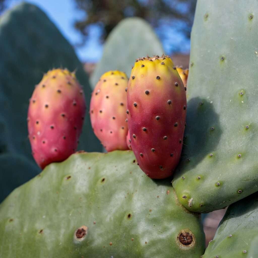 close up shot of a few prickly pear with the colors of a sunset