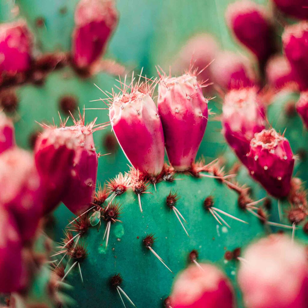 a lot of magenta prickly pears on lush green nopales